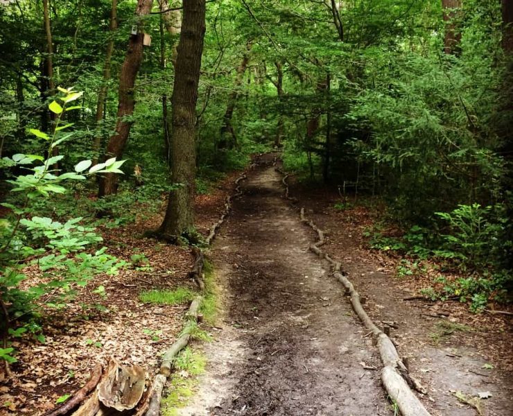 A beautiful pathway through the green forest