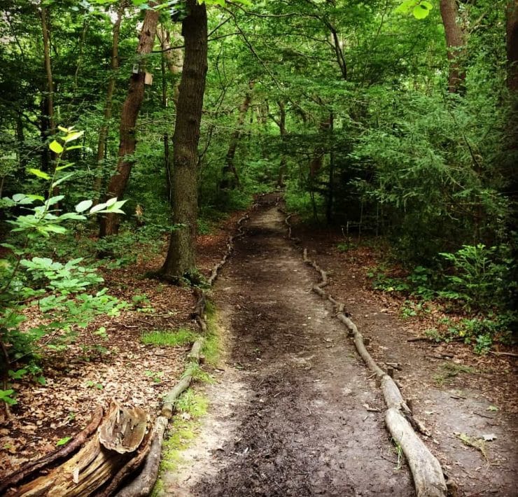 A beautiful pathway through the green forest
