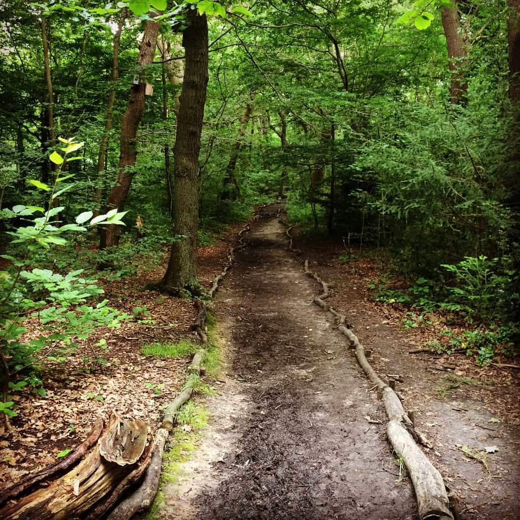 A beautiful pathway through the green forest