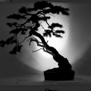 A black and white image of a Bonsai tree