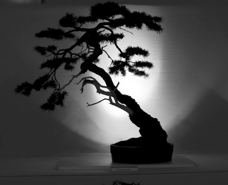 A black and white image of a Bonsai tree