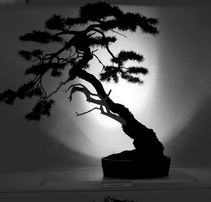 A black and white image of a Bonsai tree