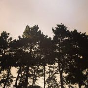 An image of some woodland trees as seen from ground level