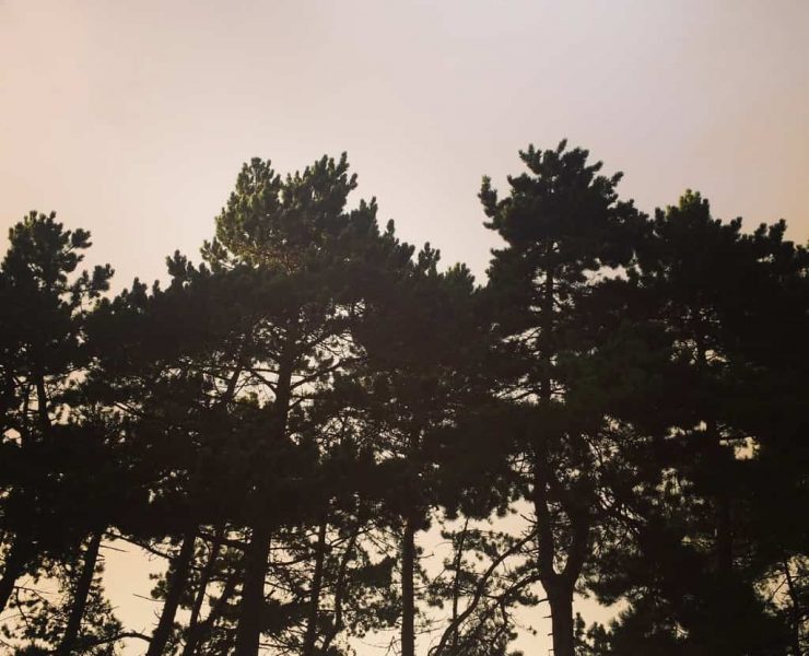 An image of some woodland trees as seen from ground level