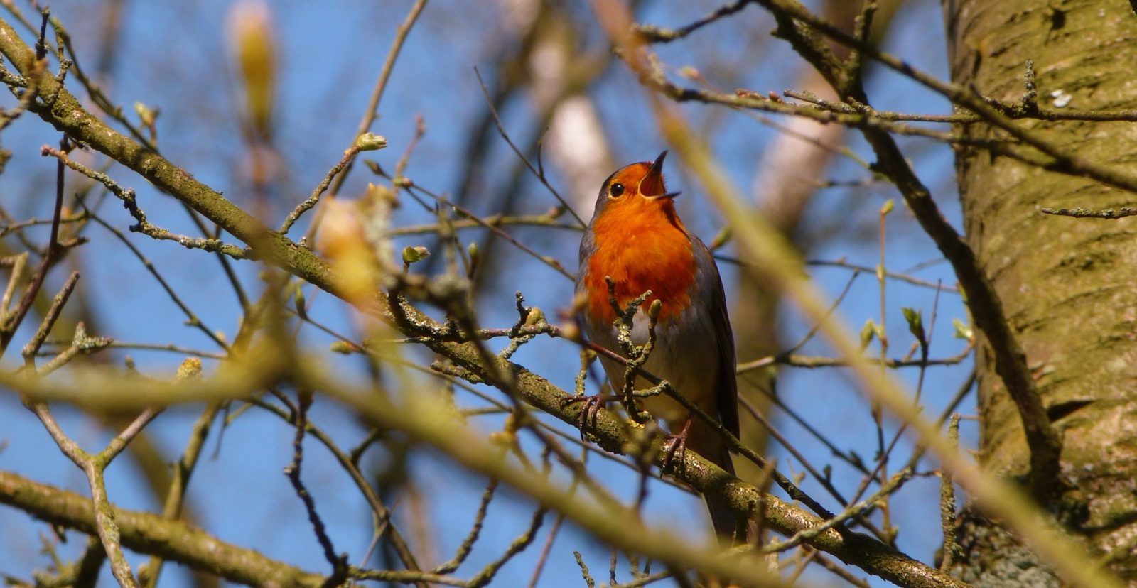 A red robin chirping in a tree