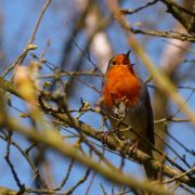 A red robin chirping in a tree