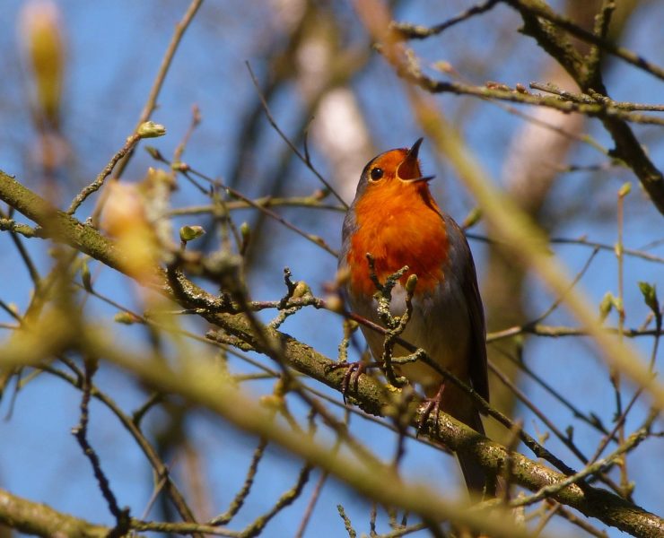 A red robin chirping in a tree