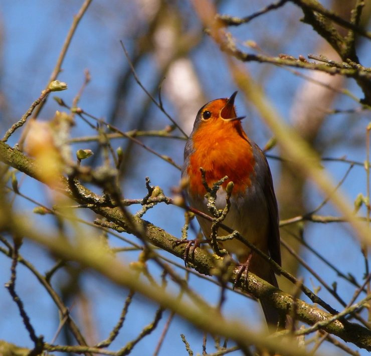 A red robin chirping in a tree