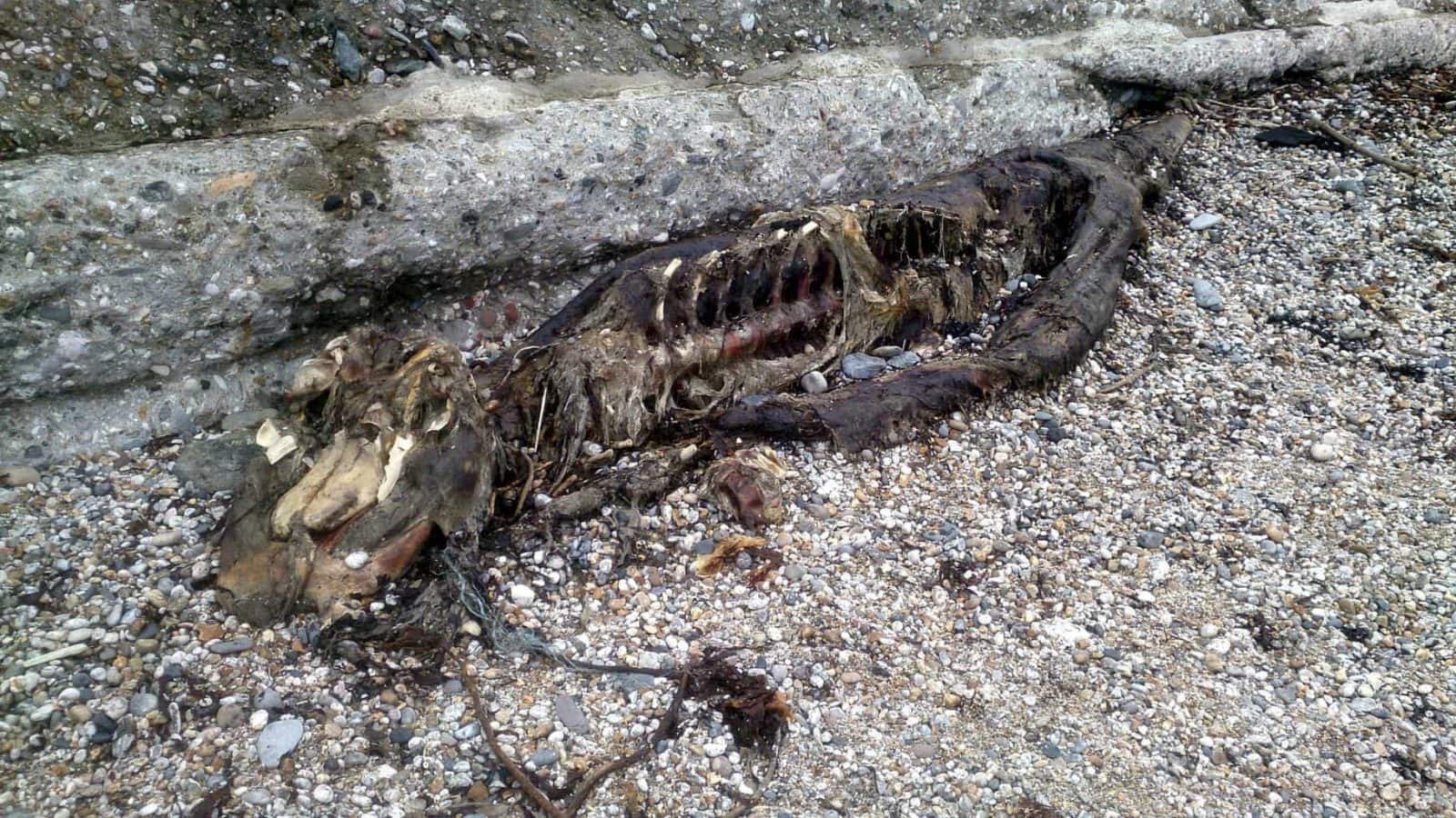 8 foot serpent-like carcass washed up on Charleston Beach by man from St Austell