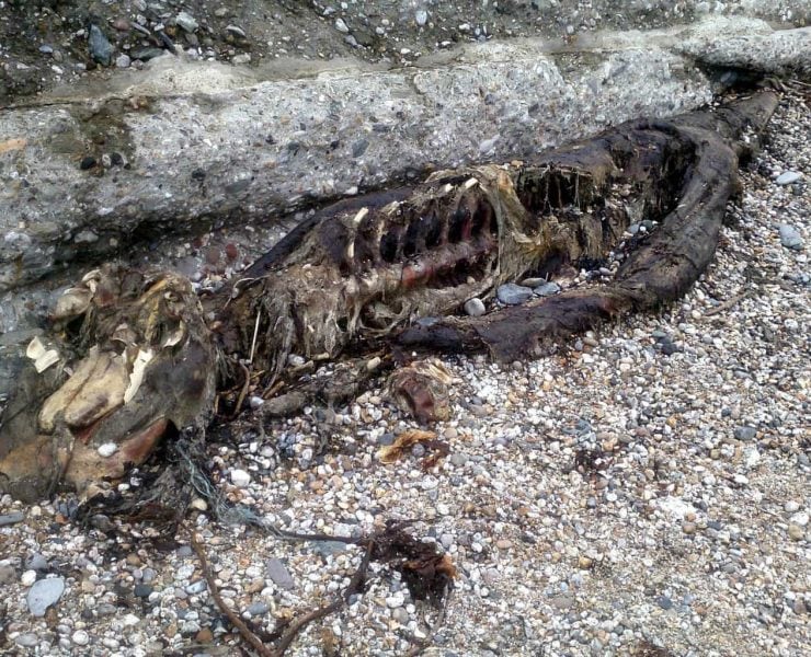 8 foot serpent-like carcass washed up on Charleston Beach by man from St Austell