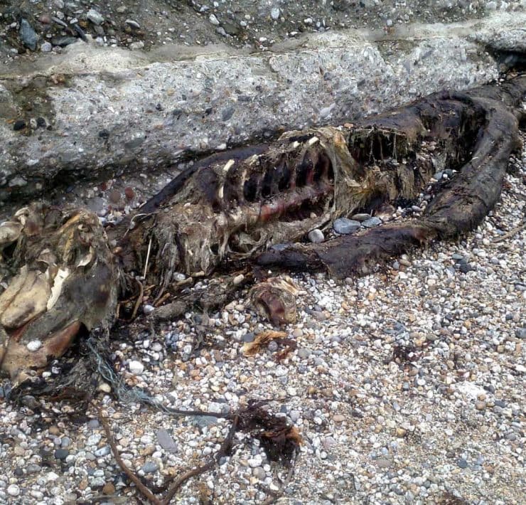 8 foot serpent-like carcass washed up on Charleston Beach by man from St Austell