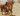 Sting on a camel in Cairo