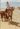 Sting on a camel in Cairo