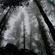 Trees in the forest surrounded by mist