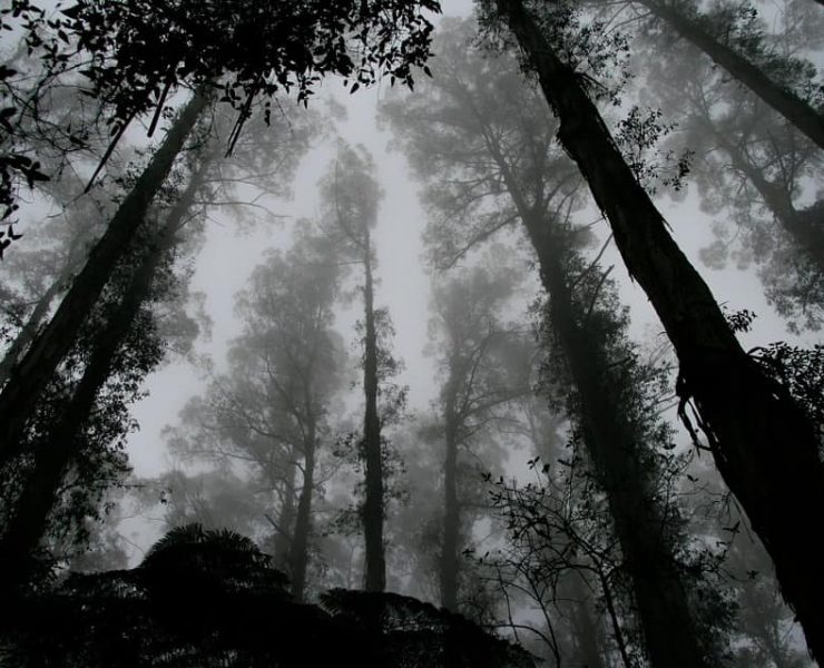 Trees in the forest surrounded by mist