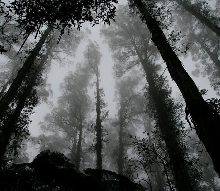 Trees in the forest surrounded by mist
