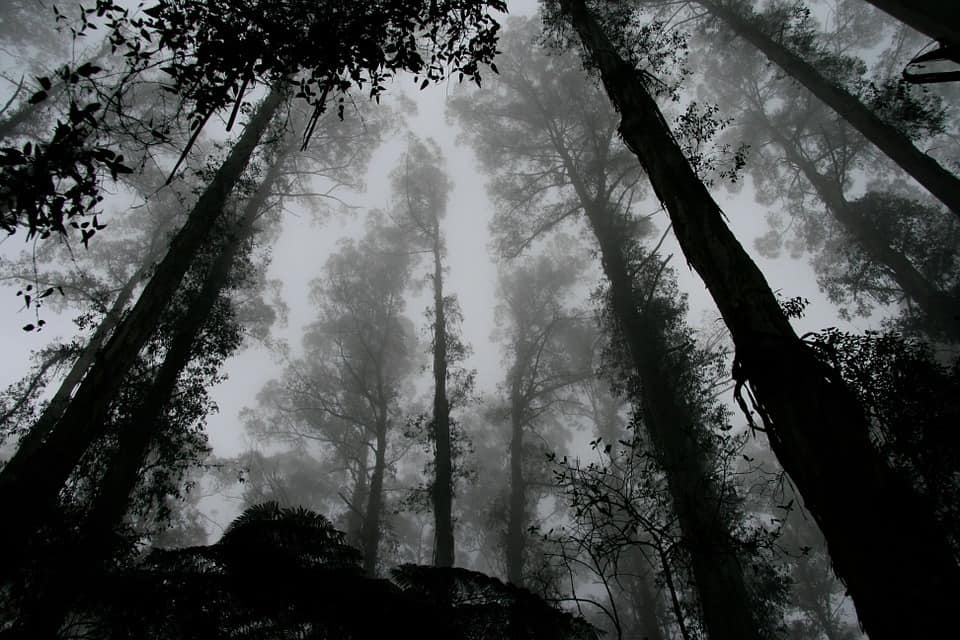 Trees in the forest surrounded by mist