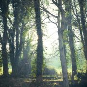 A sun drenched forest