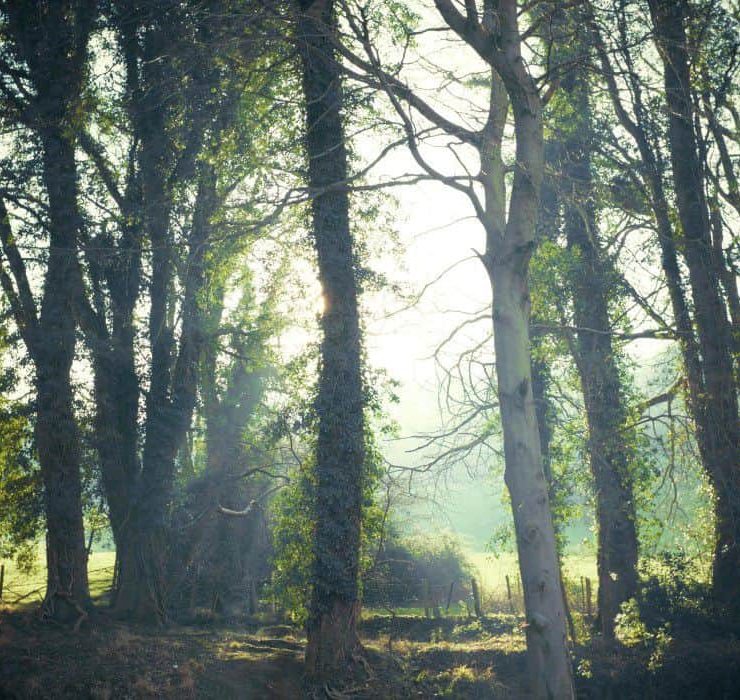 A sun drenched forest