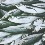 Fresh sardines piled on top of each other