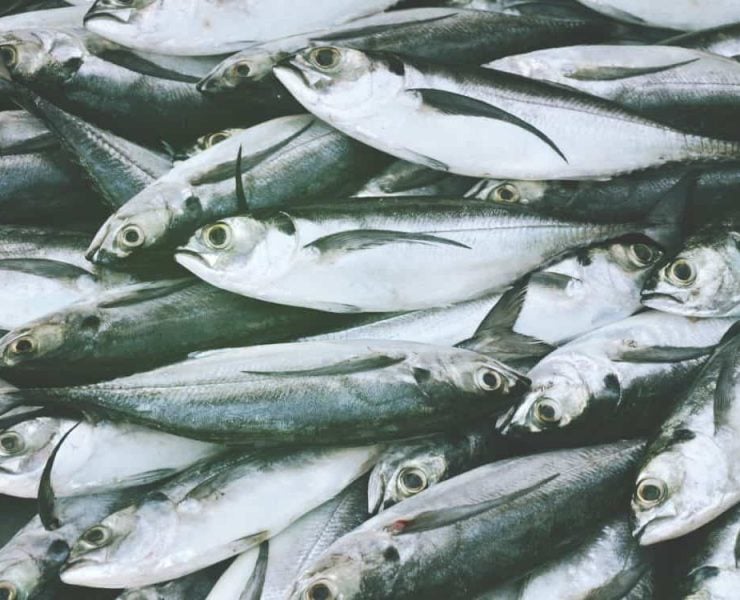 Fresh sardines piled on top of each other