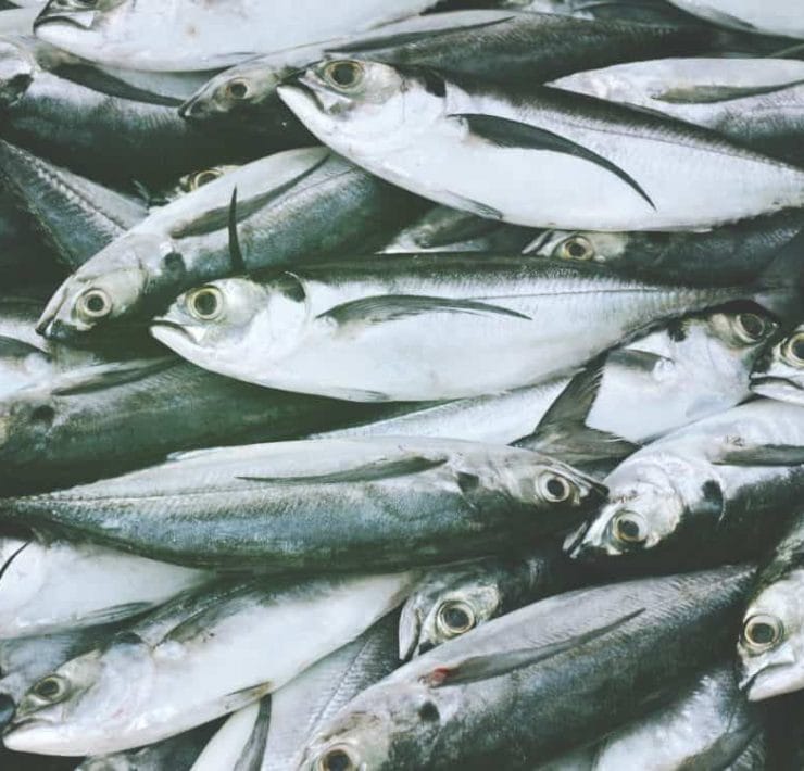 Fresh sardines piled on top of each other