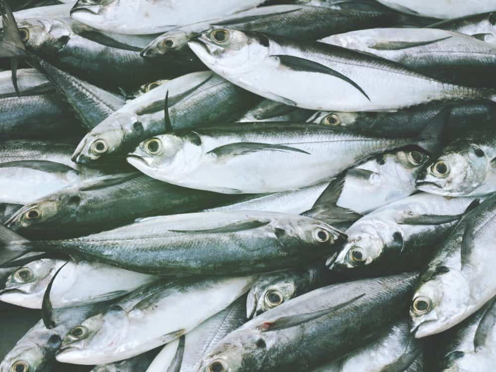 Fresh sardines piled on top of each other