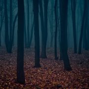 A dark and foreboding forest
