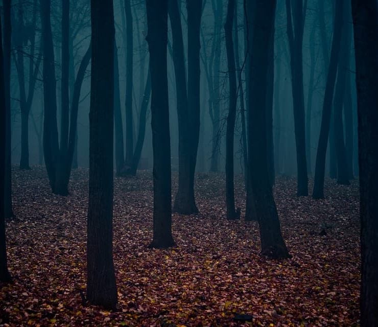 A dark and foreboding forest
