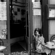 dog outside a restaurant