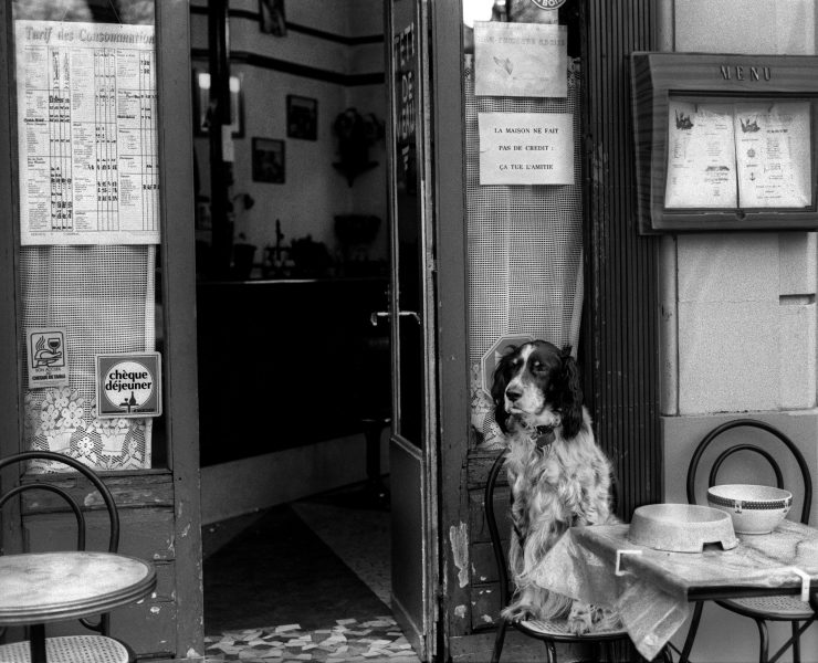 dog outside a restaurant