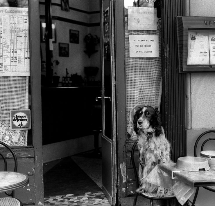 dog outside a restaurant