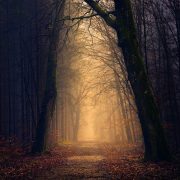 A densely wooded forest