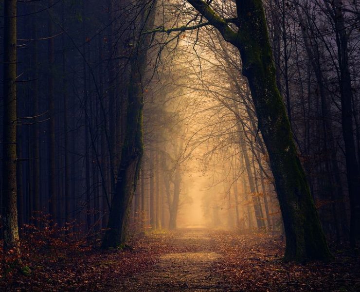 A densely wooded forest