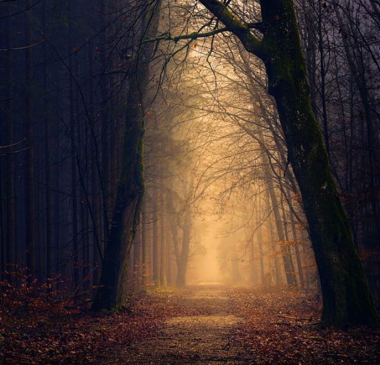 A densely wooded forest