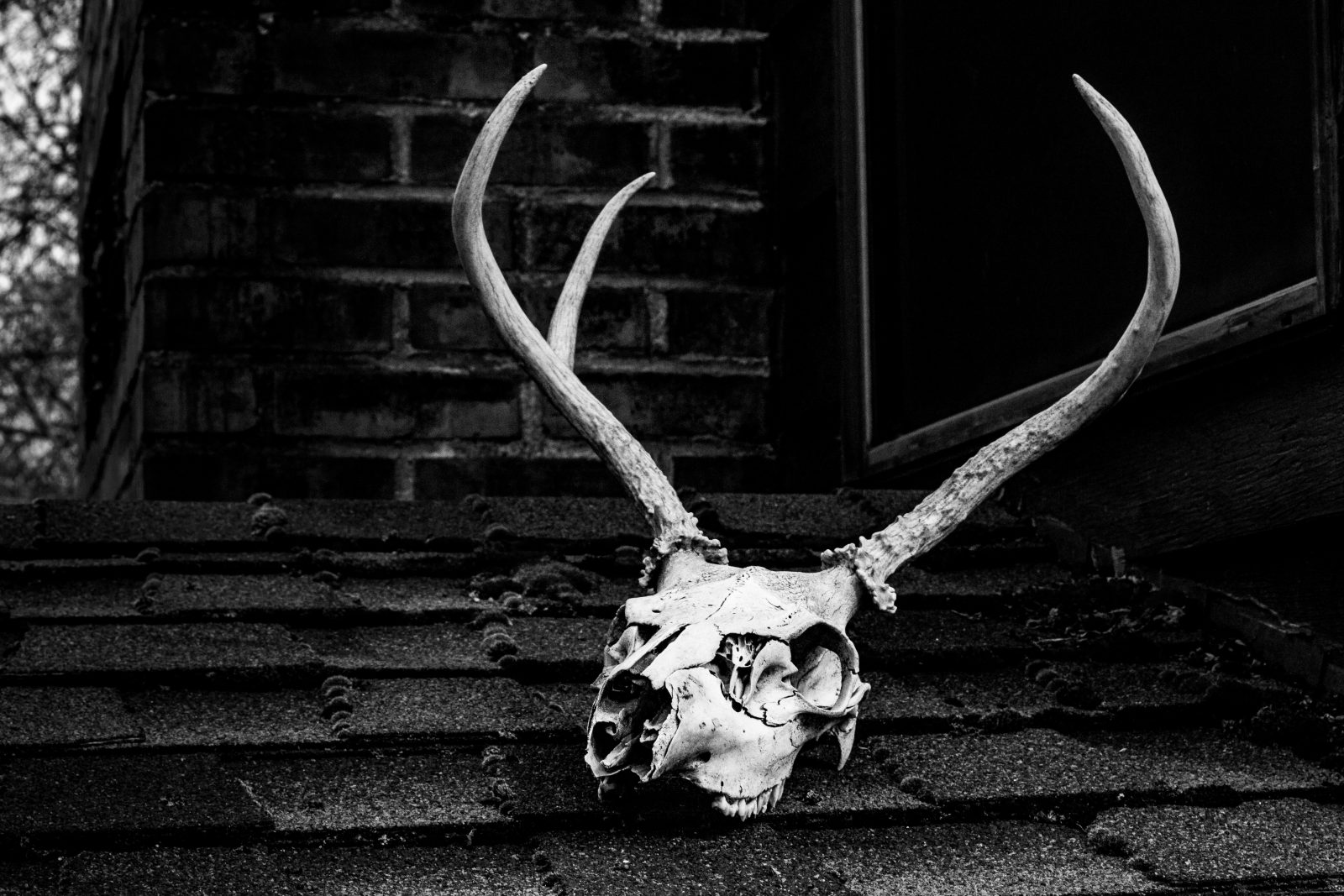 animal skull in front of a shack