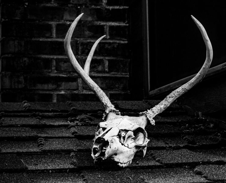 animal skull in front of a shack