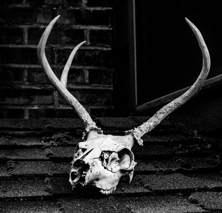 animal skull in front of a shack