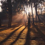 shadows of trees