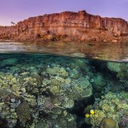 Rich coral growth, with a pair of exquiste butterflyfish (Chaetodon austriacus), flourishes beneath the barren desert cliffs in the Red Sea. Taken at sunset. Ras Katy, Sinai, Egypt. Gulf of Aqaba, Red Sea.