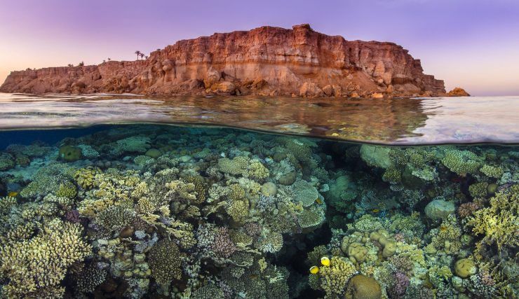 Rich coral growth, with a pair of exquiste butterflyfish (Chaetodon austriacus), flourishes beneath the barren desert cliffs in the Red Sea. Taken at sunset. Ras Katy, Sinai, Egypt. Gulf of Aqaba, Red Sea.