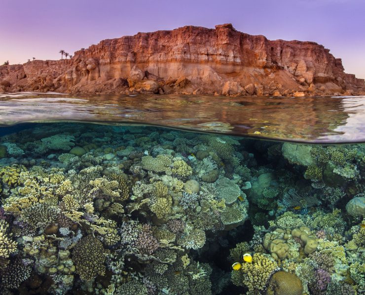 Rich coral growth, with a pair of exquiste butterflyfish (Chaetodon austriacus), flourishes beneath the barren desert cliffs in the Red Sea. Taken at sunset. Ras Katy, Sinai, Egypt. Gulf of Aqaba, Red Sea.