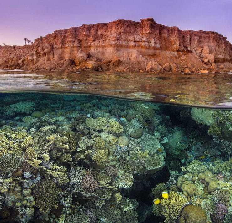 Rich coral growth, with a pair of exquiste butterflyfish (Chaetodon austriacus), flourishes beneath the barren desert cliffs in the Red Sea. Taken at sunset. Ras Katy, Sinai, Egypt. Gulf of Aqaba, Red Sea.