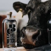 A bottle of black cow vodka next to a real cow and a bloody mary