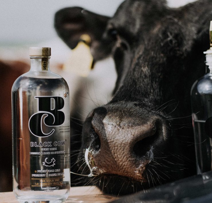 A bottle of black cow vodka next to a real cow and a bloody mary