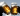 Two pint glasses cheersing