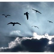 birds flying in the clouds