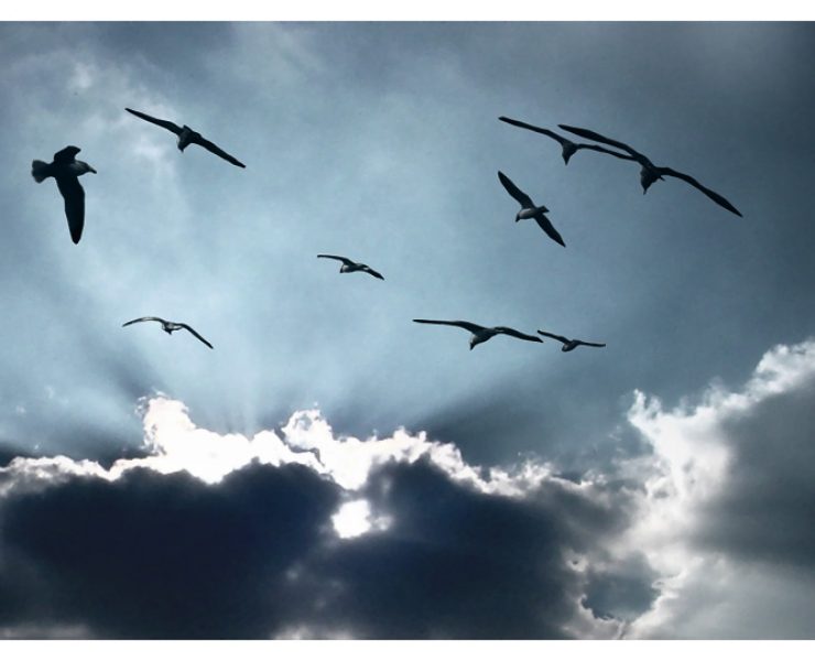 birds flying in the clouds