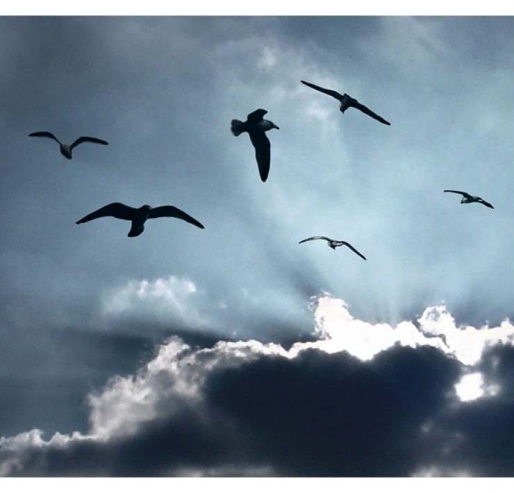 birds flying in the clouds