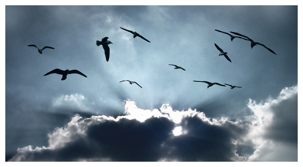 birds flying in the clouds